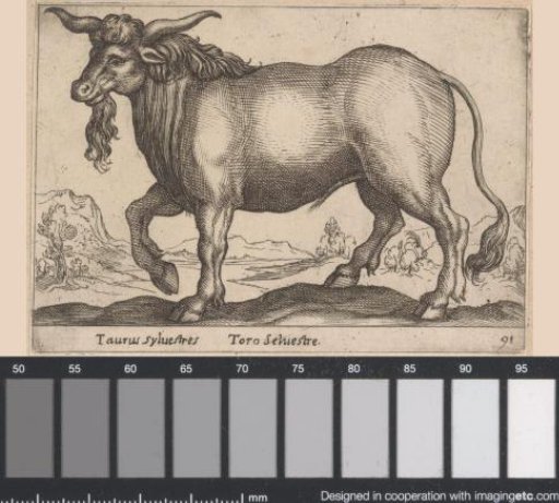 Bull