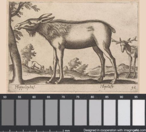 Elk