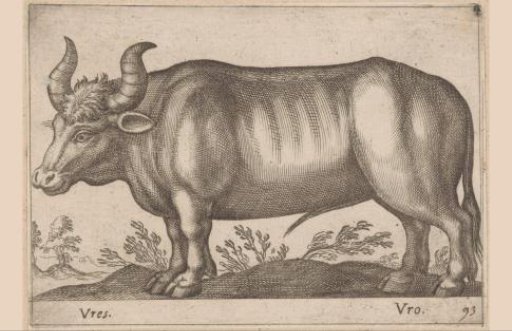Cattle