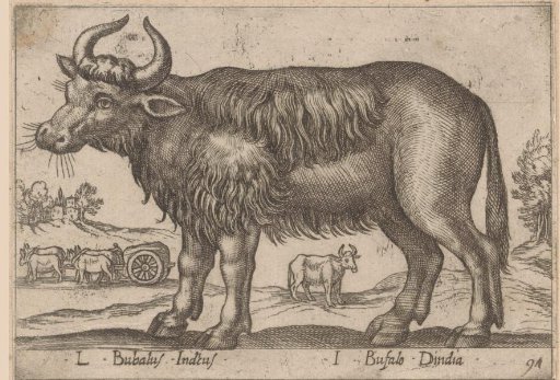 Buffalo