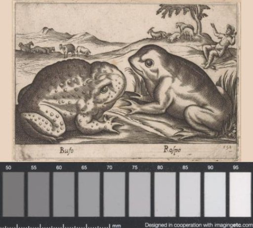 Frogs
