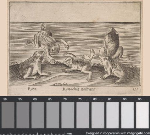 Five Frogs