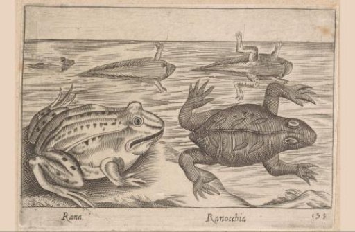 Five Stages of a Frog