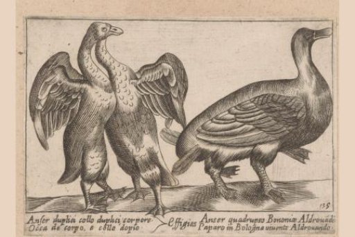 Deformed Geese