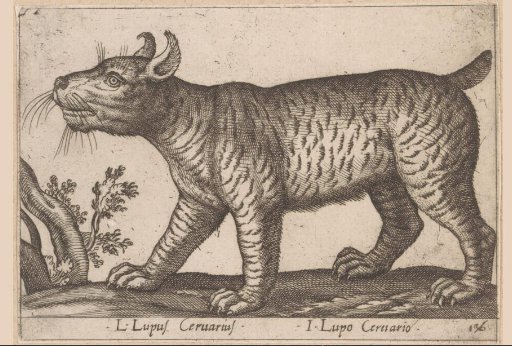 Wolf-like Creature