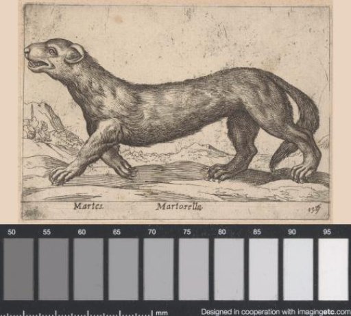 Marten