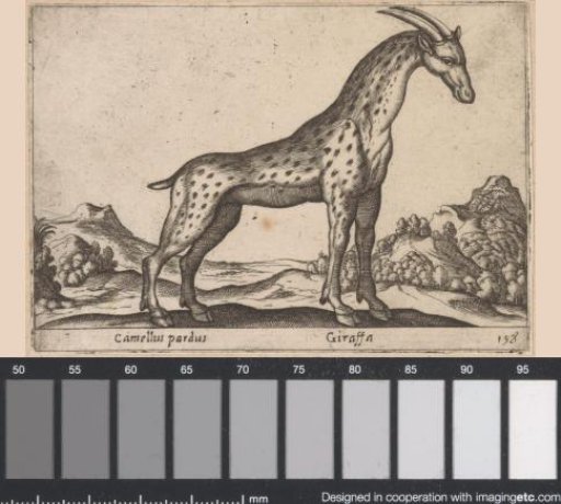 Giraffe