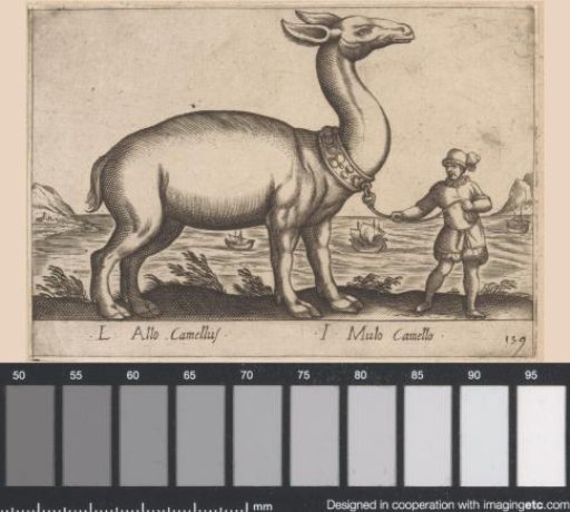 Camel-like Creature