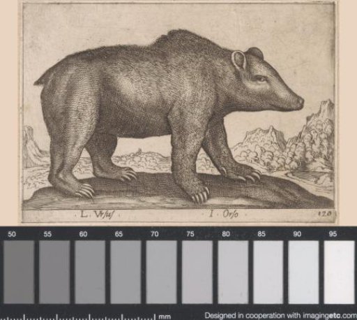 Bear