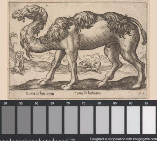 Camel