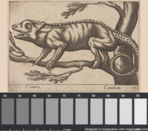 Chameleon