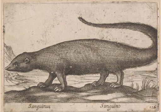 Weasel-like