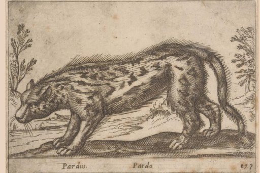 Panther