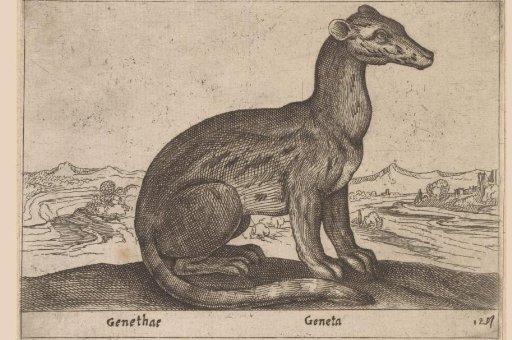 Creature half cat, half weasel-like