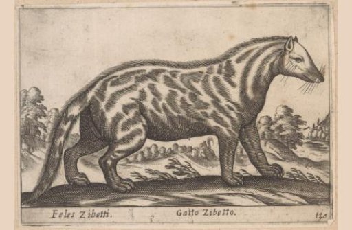 Civet cat