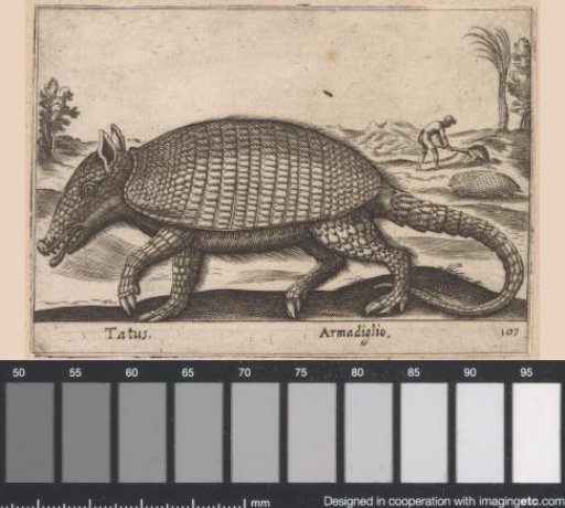Armadillo
