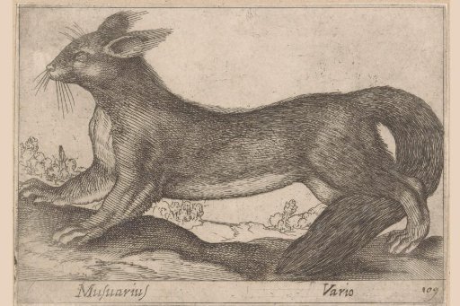Weasel-like