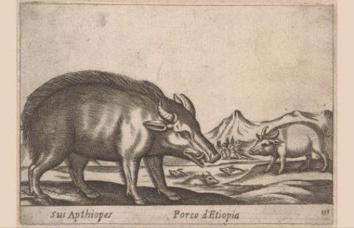 Warthog