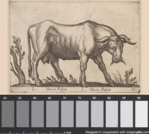 Red heifer