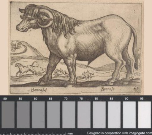 Ox