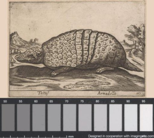 Armadillo