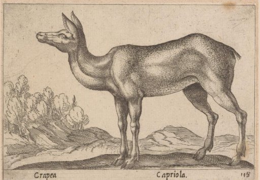 Roe deer