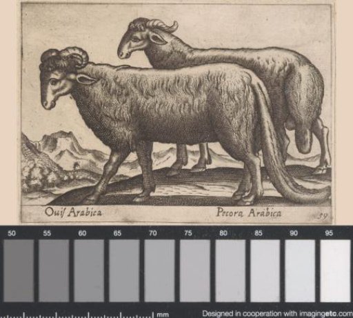Two kinds of rams