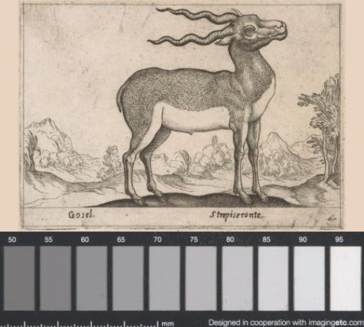 Antelope
