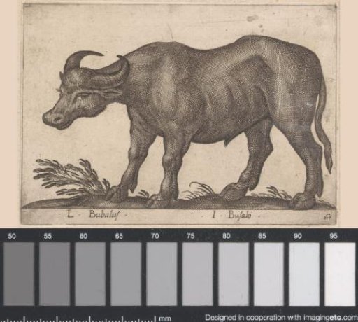 Buffalo