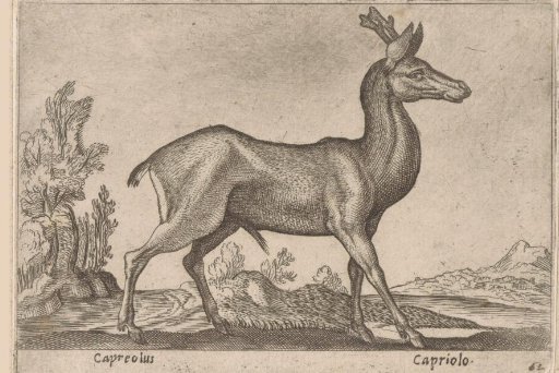 Deer