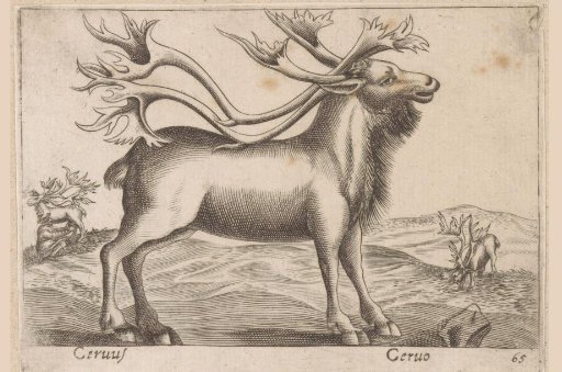 Deer