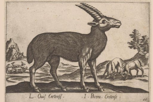 Gemsbok