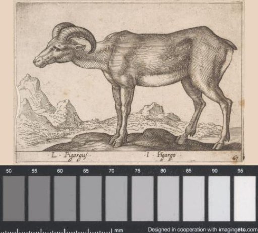 Goat-like