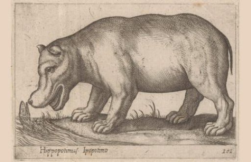 Hippopotamus