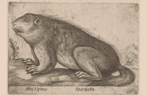Marmot