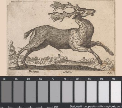 Red Deer