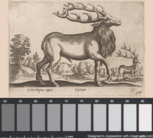 Deer