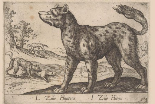 Hyena
