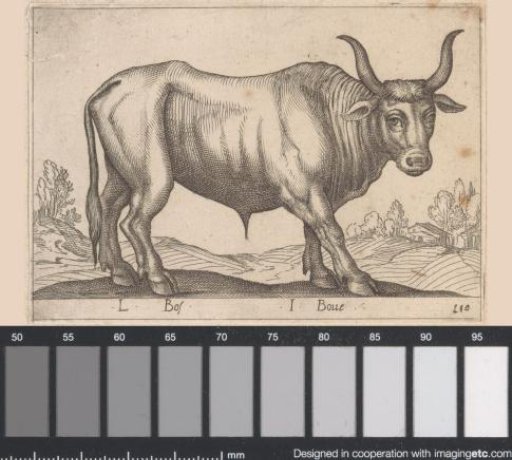 Cattle