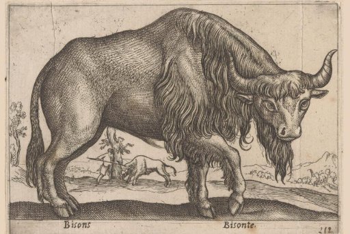 Bison