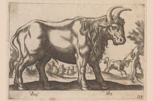 Bull