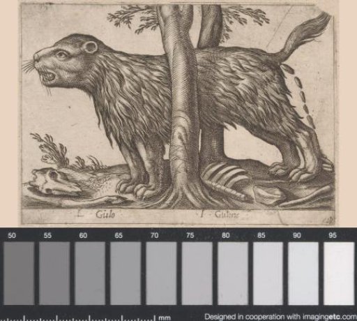 Large Rodent