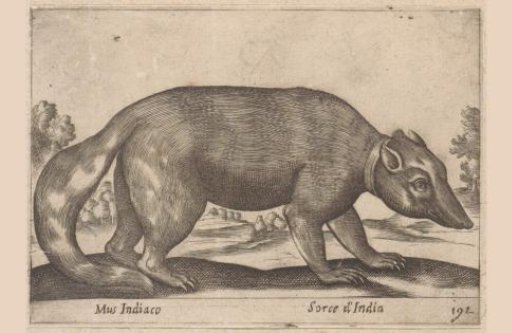 Red-nosed Coati or South American Coati (Nasua nasua)