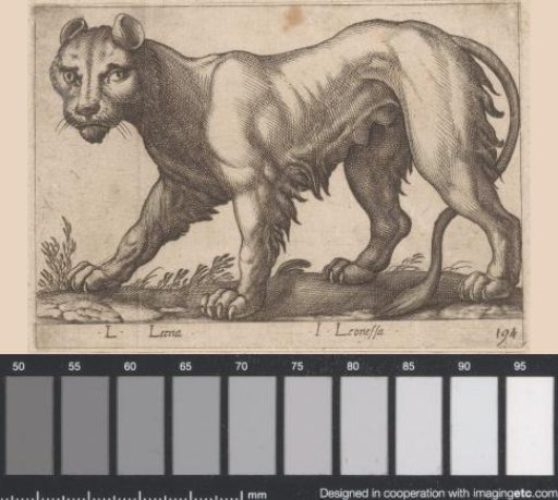 Lioness