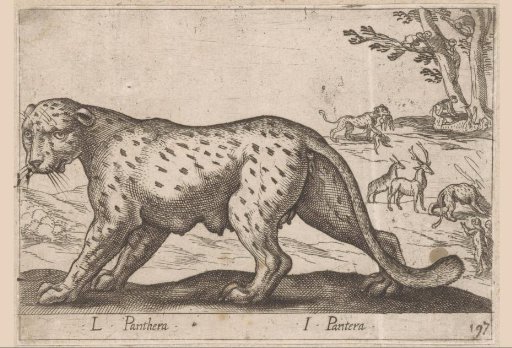 Leopard