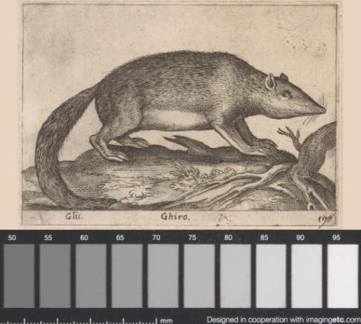 Hazel Dormouse