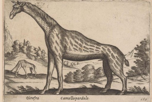 Giraffe