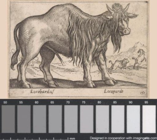 Cattle