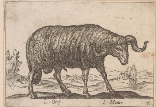Ram