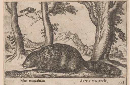 Muskrat